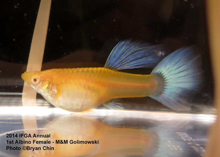 Albino Female Guppy