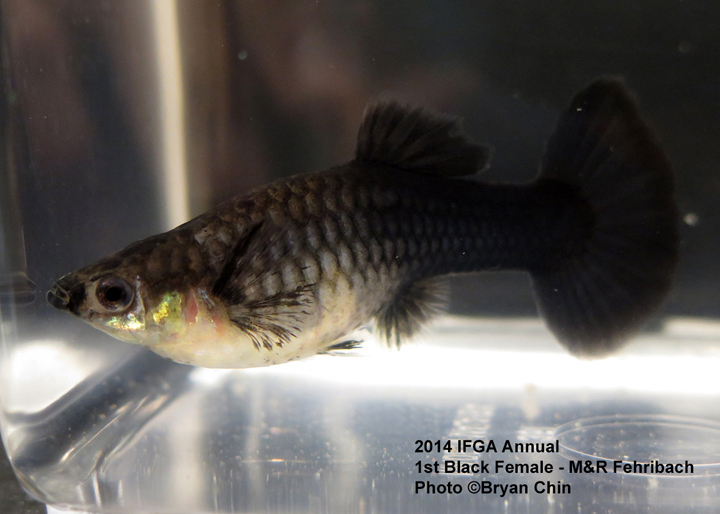 Black Female Guppy