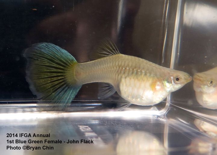 Blue Green Female Guppy