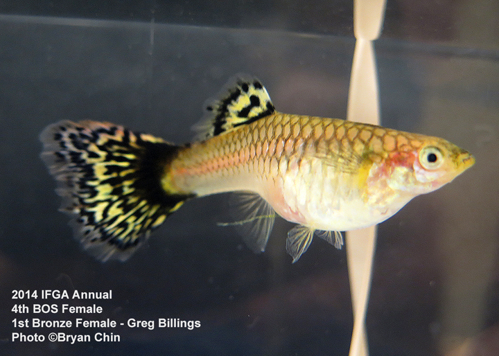 Bronze Female Guppy