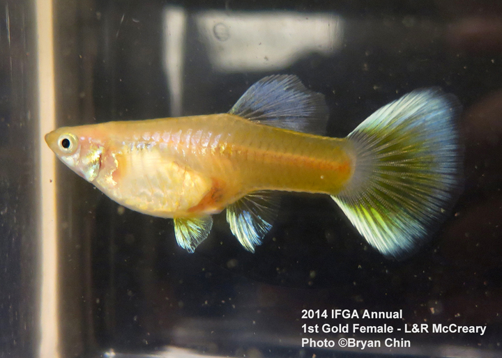 Gold Female Guppy