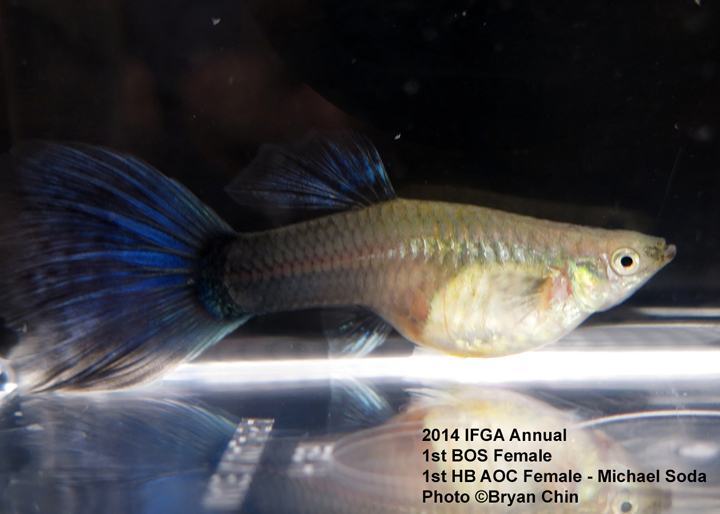 Half Black AOC Female Guppy