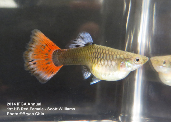 Half Black Red Female Guppy