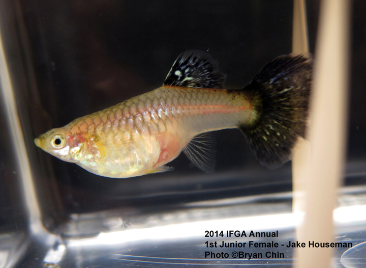 Junior Female Guppy entry