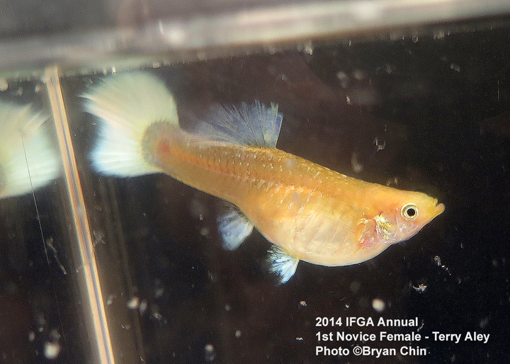 Novice Female Guppy