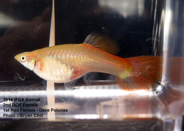 Red Female Guppy