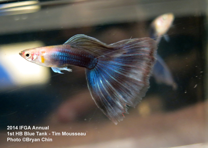 Half Black Blue Guppy Tank