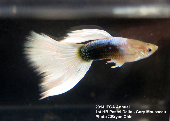 Half Black Pastel Guppy