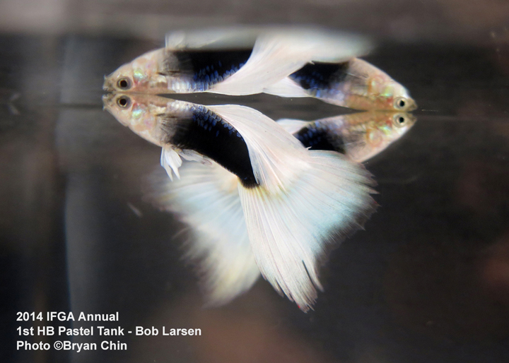 Half Black Pastel Guppy Tank