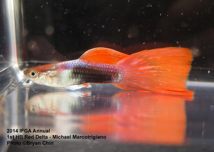 Half Black Red Guppy