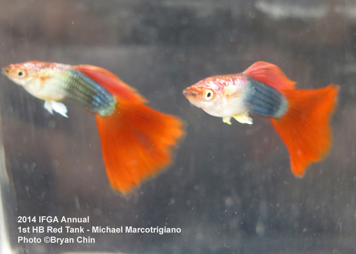 Half Black Red Guppy Tank