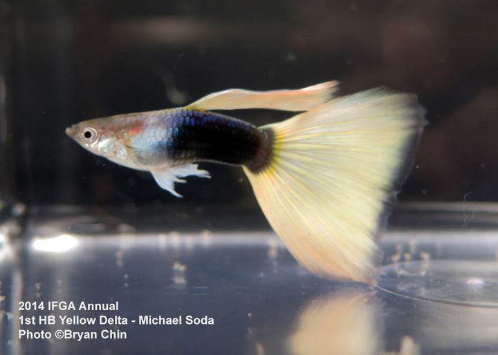 Half Black Yellow Guppy