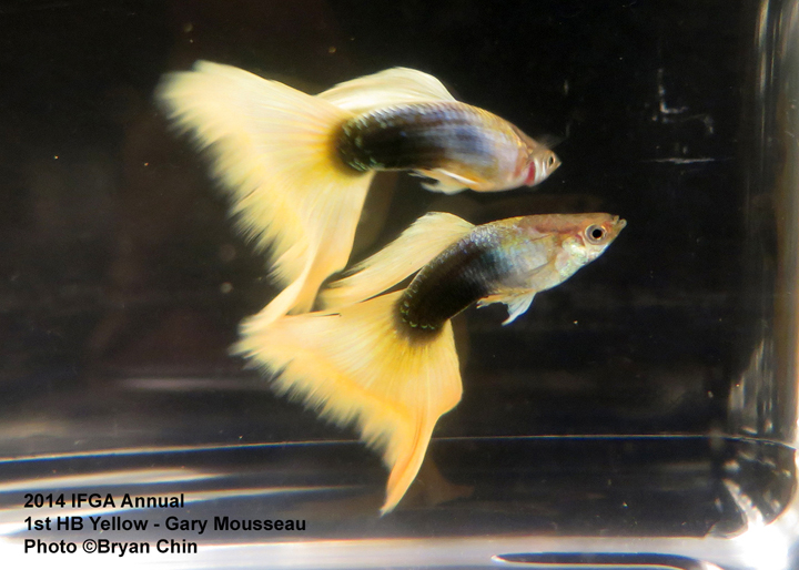 Half Black Yellow Guppy Tank