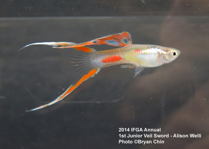 Junior Sword Guppy Entry