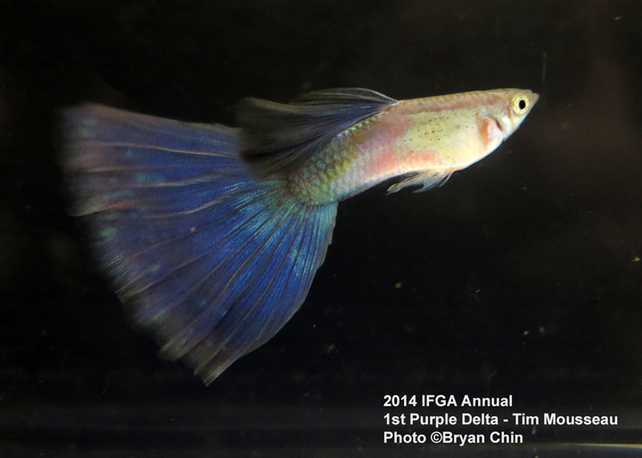 Purple Guppy