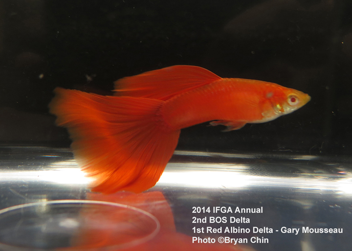 Red Albino Guppy