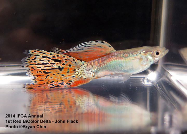 Red Bicolor Guppy