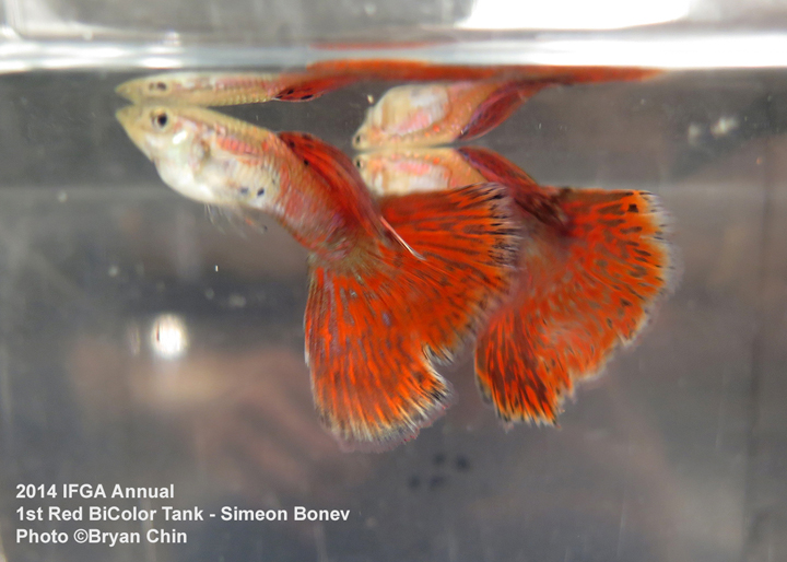 Red Bicolor Guppy Tank