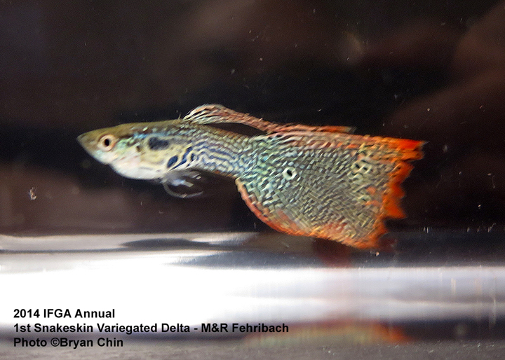 Snakeskin Variegated Guppy