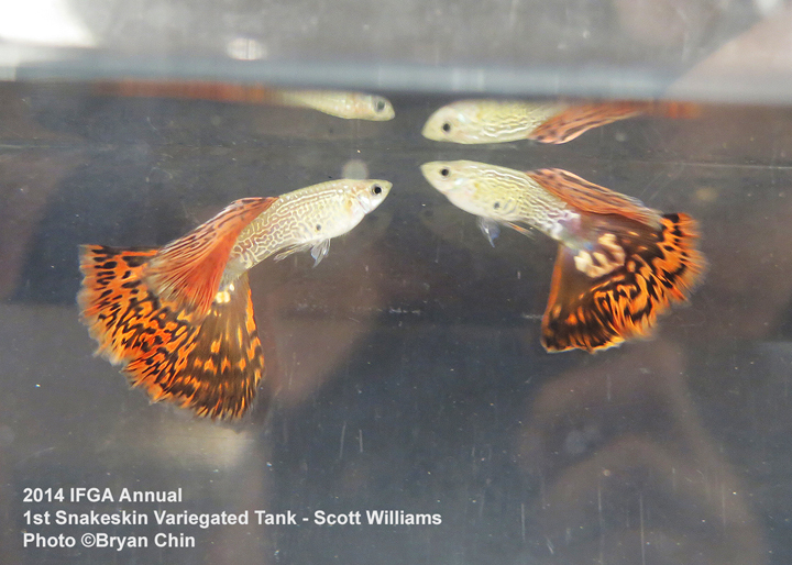 Snakeskin Variegated Guppy Tank