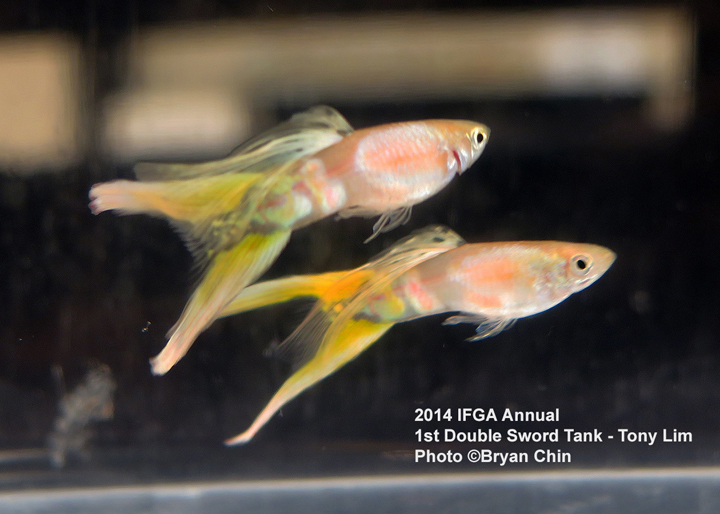 Double Swordtail Guppy Tank