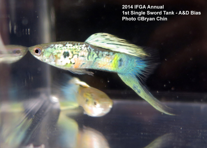 Swordtail Single Guppy Tank