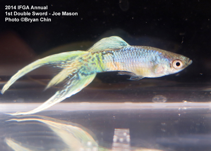 Double Swordtail Guppy