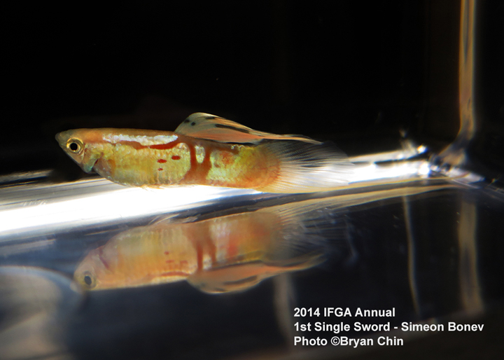 Single Swordtail Guppy