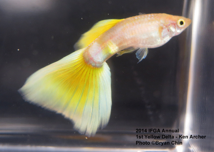 Yellow Guppy