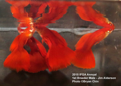 breeder class red albino guppies