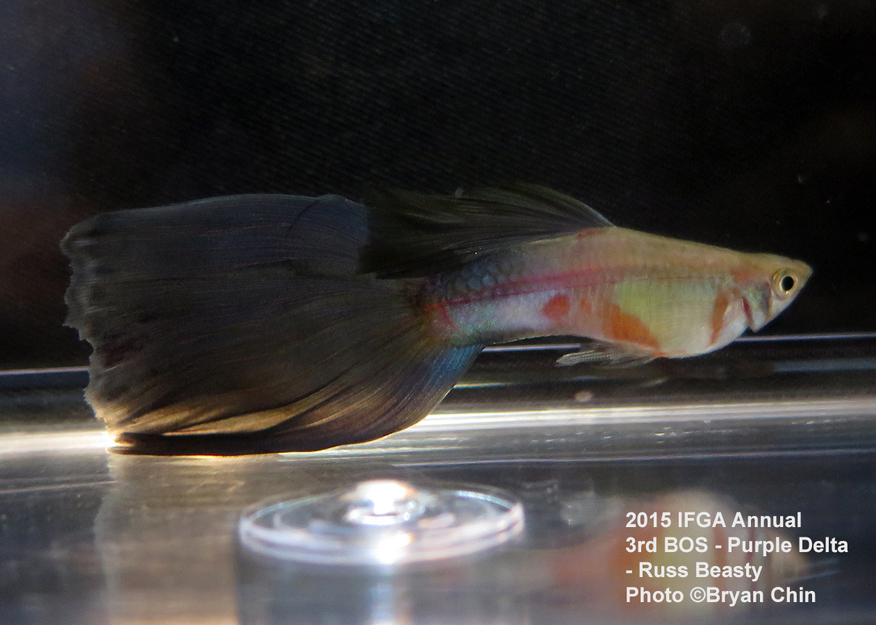 Purple guppy delta