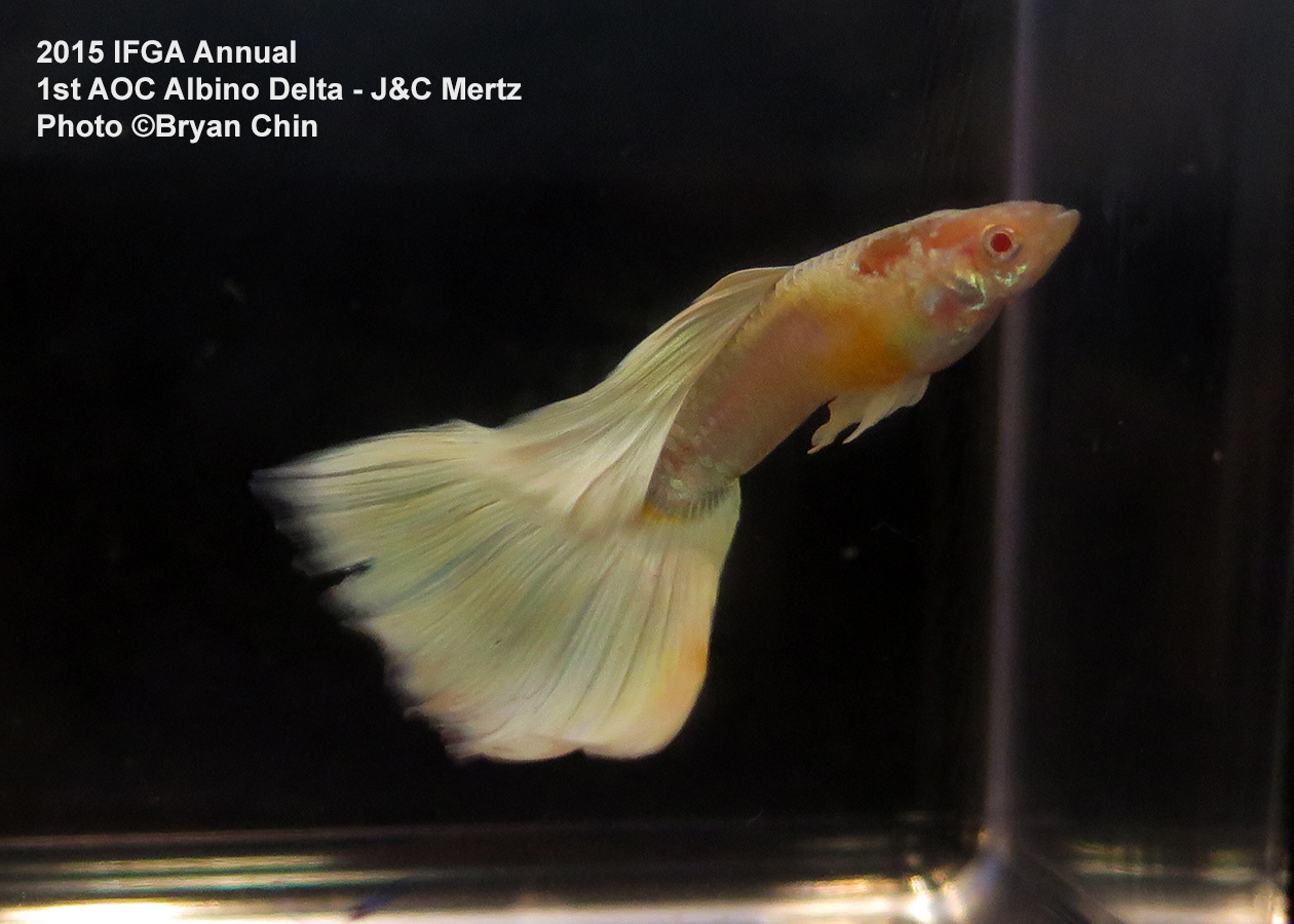 aoc Albino guppy delta