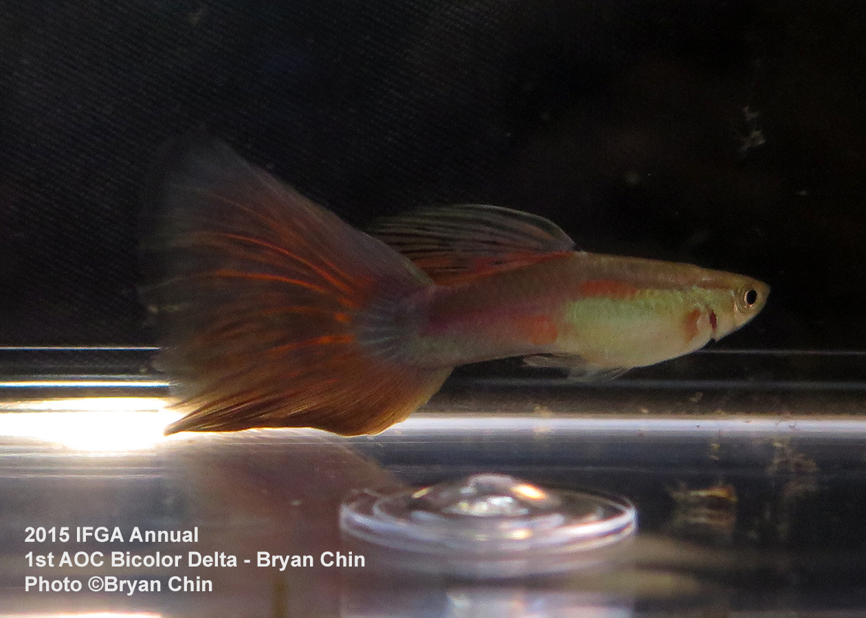 aoc bicolor guppy delta