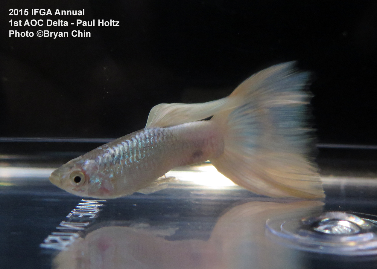 white guppy delta