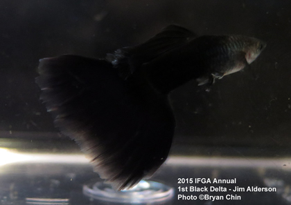 black guppy delta