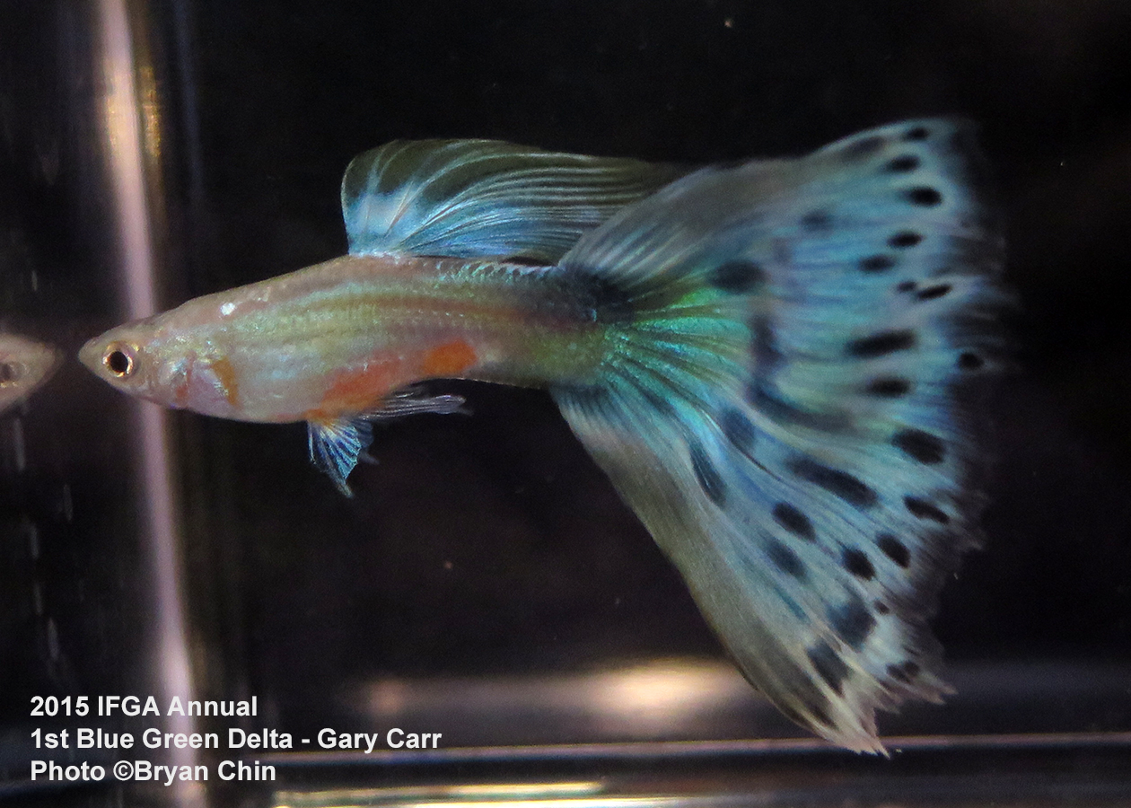 blue green bicolor guppy delta