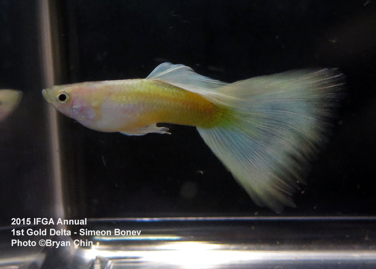 gold guppy delta