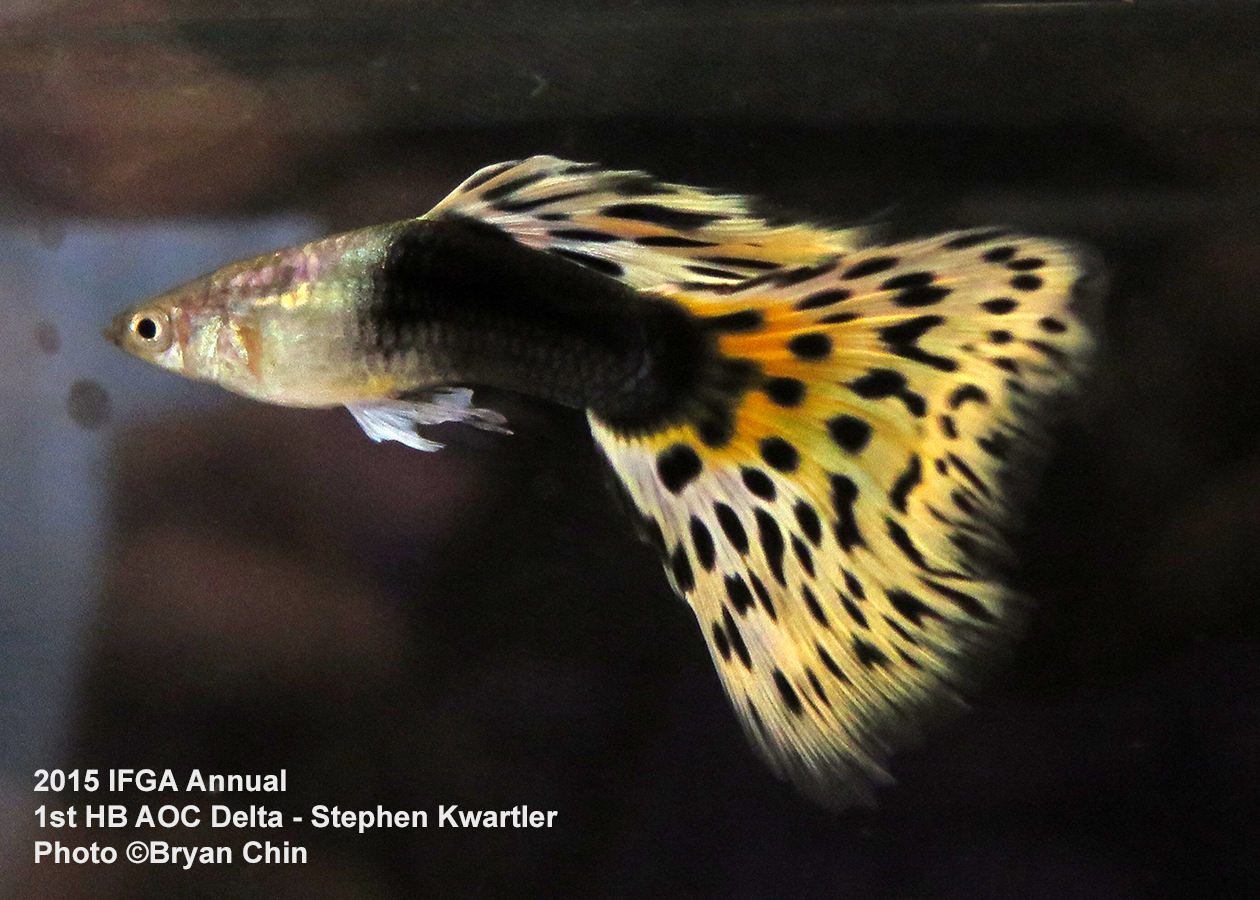 half black aoc guppy delta