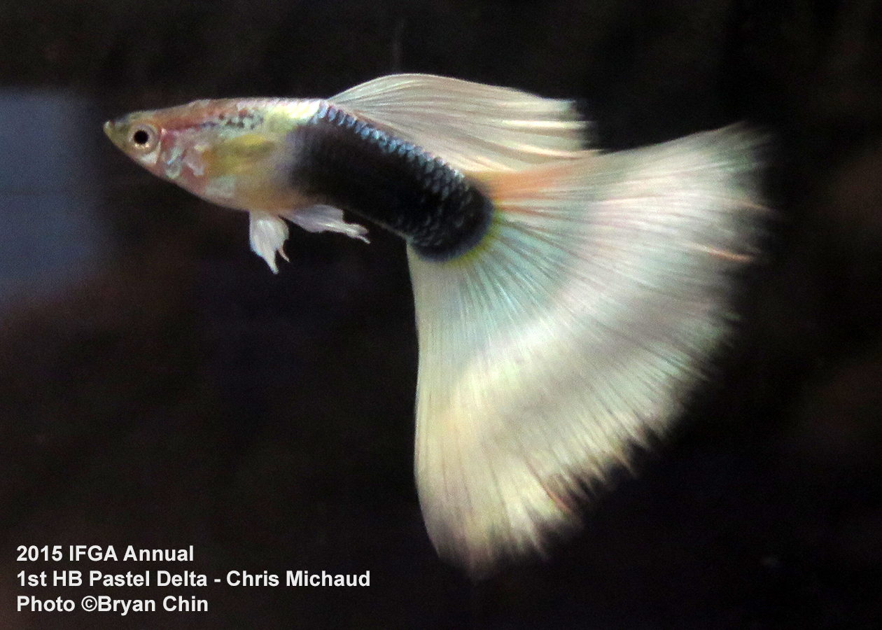 half black pastel guppy delta