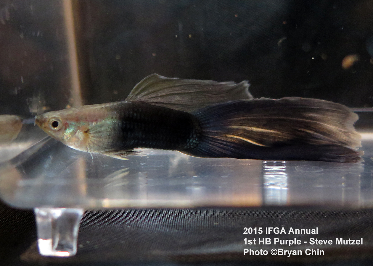 half black purple guppy delta