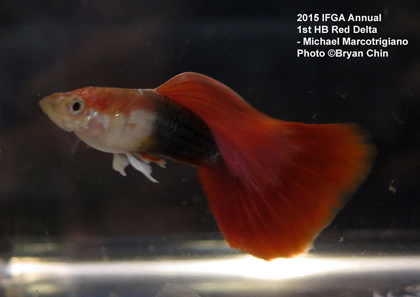 half black red guppy delta