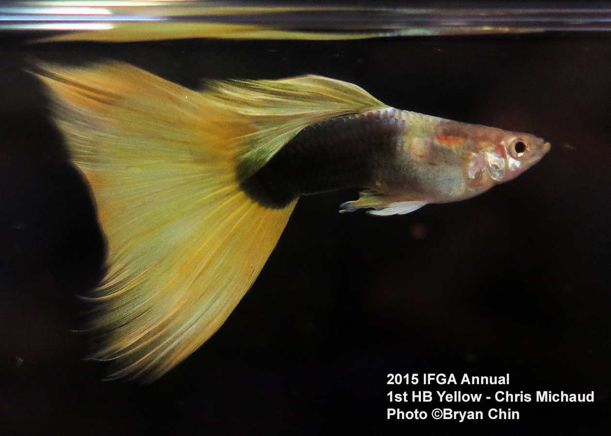 half black yellow guppy delta