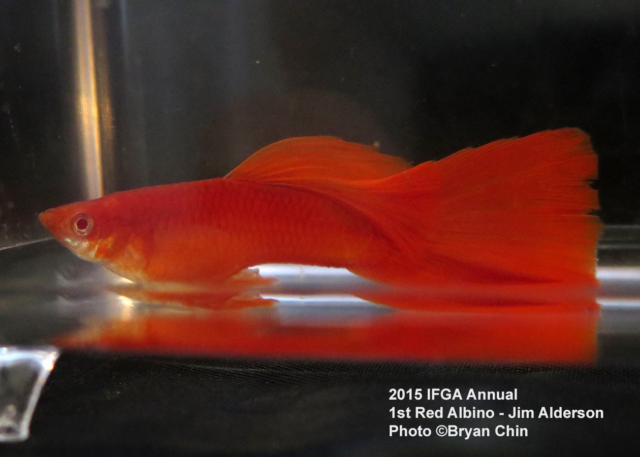 red albino guppy delta