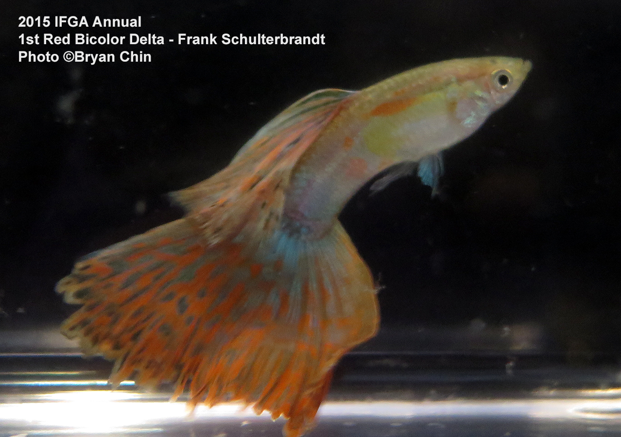 Red bicolor guppy delta