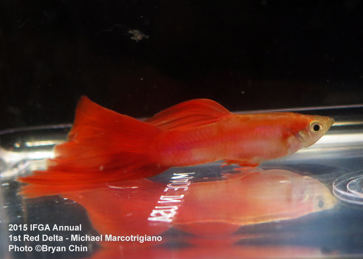 Red guppy delta