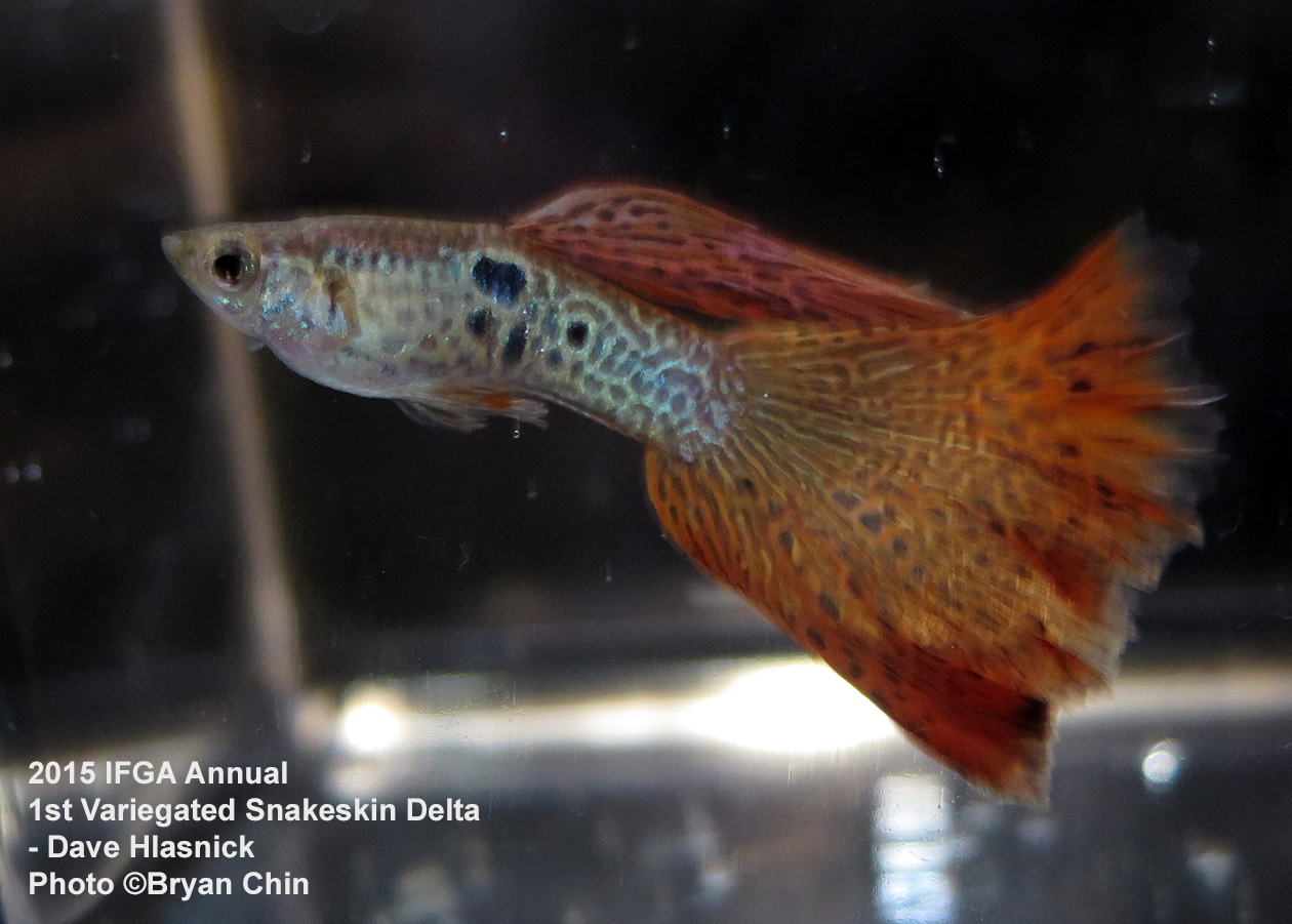 Variegated snakeskin guppy red delta