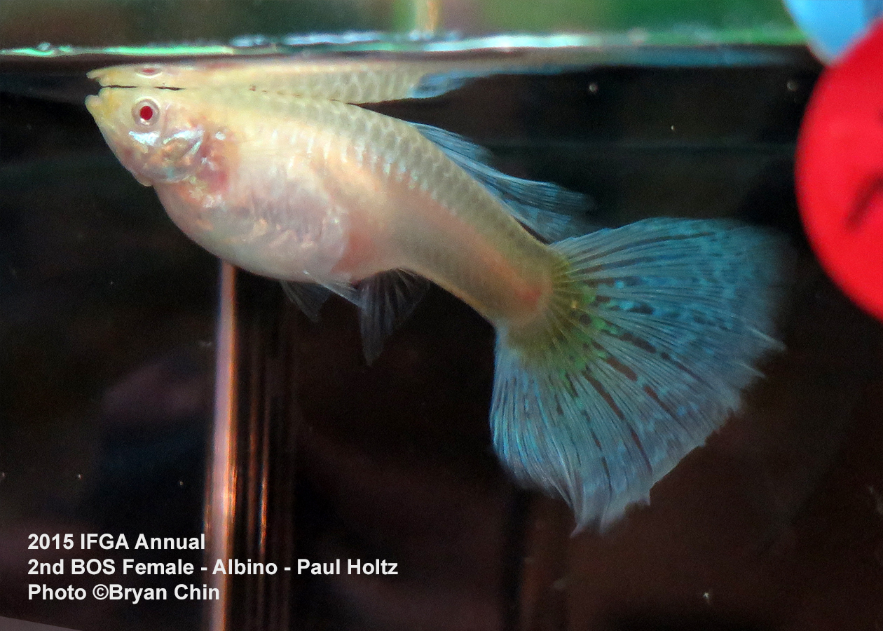 albino female guppy