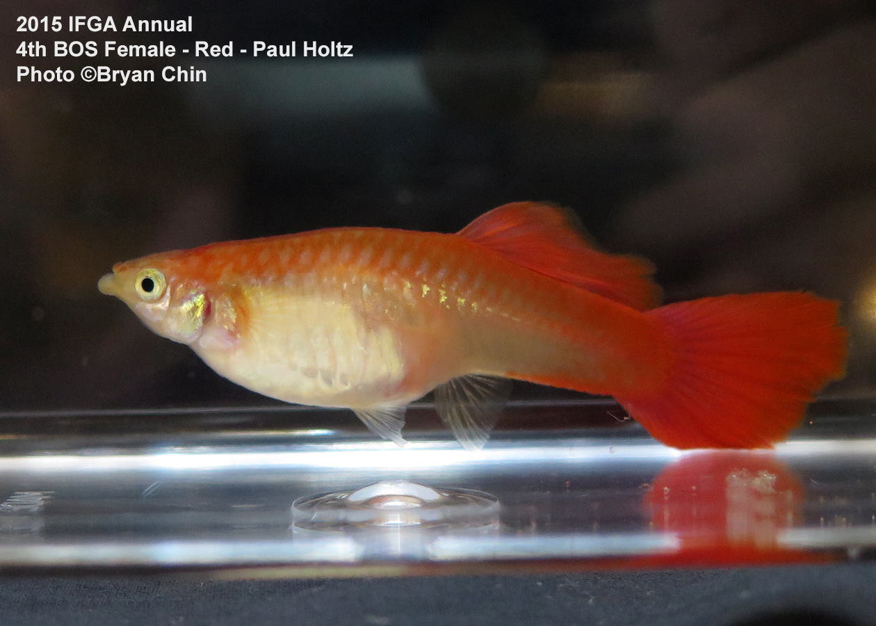 red female guppy