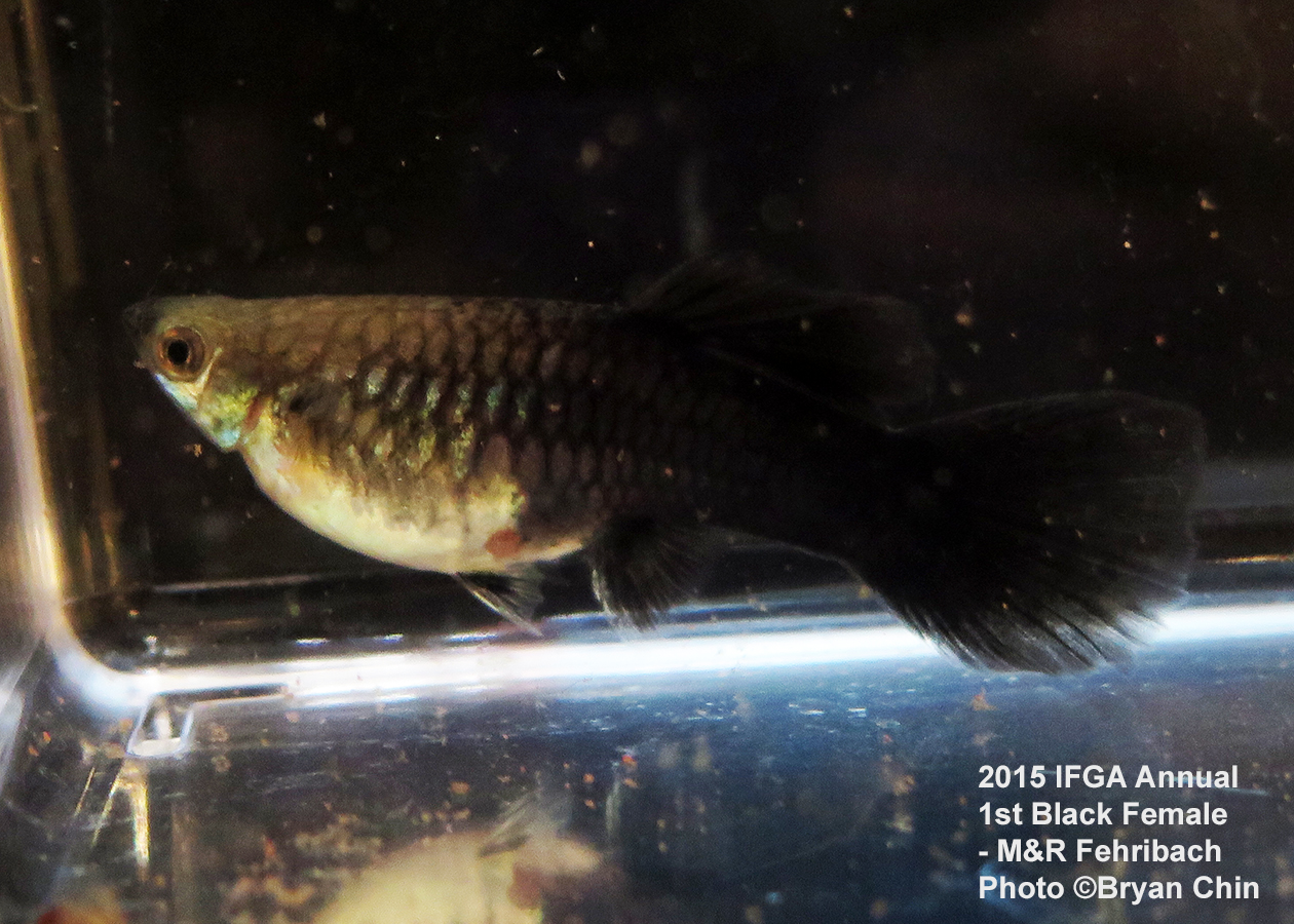 black female guppy