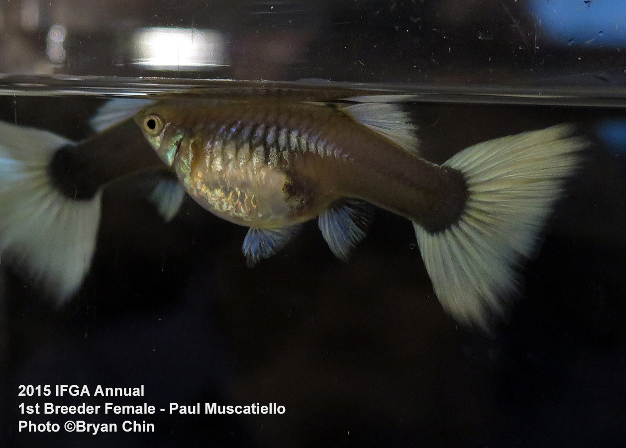 female guppies breeder class